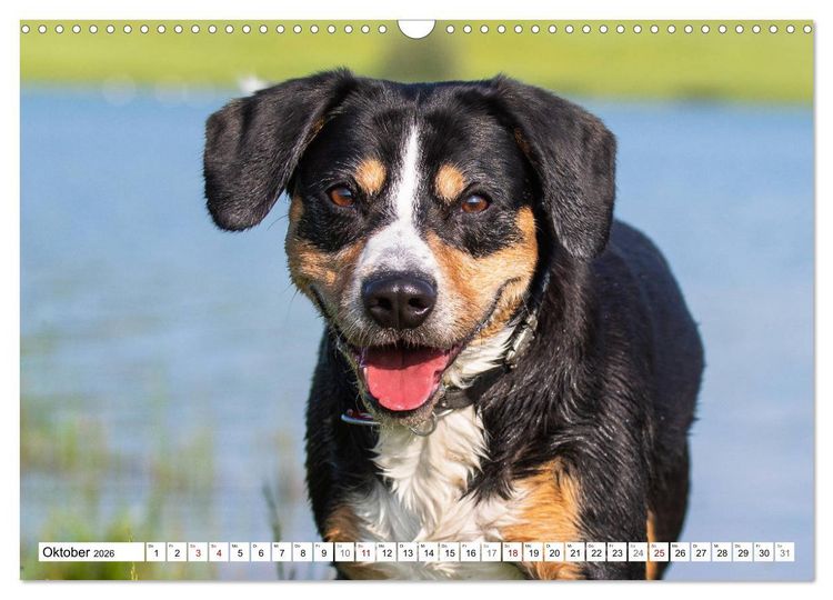 Produktbild: Mein bester Freund - Entlebucher Sennenhund (Wandkalender 2026 DIN A3 quer), CALVENDO Monatskalender