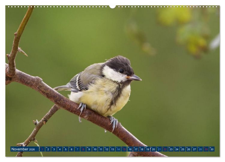 Produktbild: Kohlmeise - Fotografiert von Ostfriesenfotografie (Wandkalender 2026 DIN A2 quer), CALVENDO Monatskalender