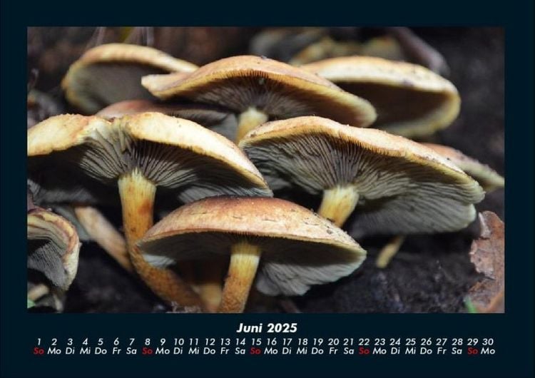 Produktbild: Pilzkalender 2025 Fotokalender DIN A4