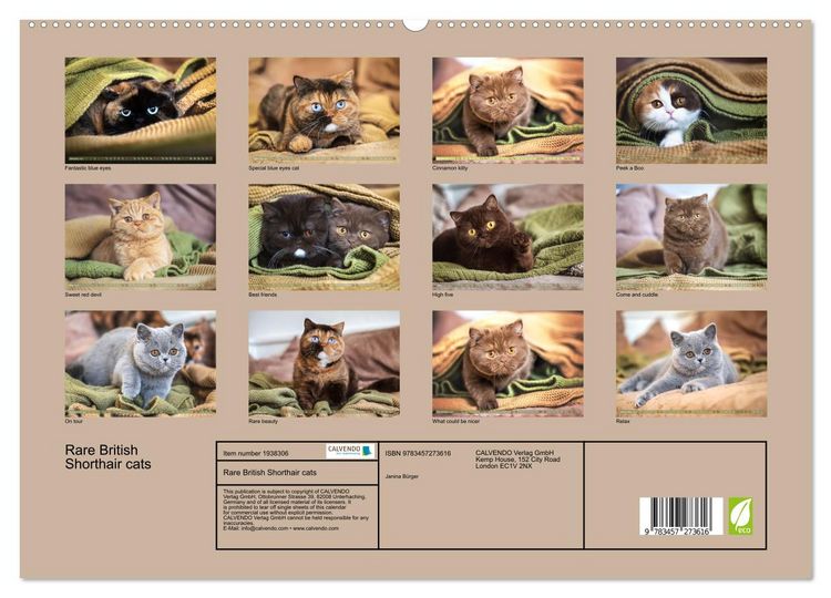 Produktbild: Rare British Shorthair cats (High Quality Premium Wall Calendar 2026 DIN A2 landscape),CALVENDO 12 Month Wall Calendar