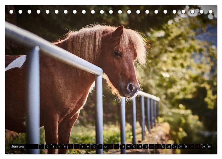 Produktbild: Shetlandpony Kalender (Tischkalender 2026 DIN A5 quer), CALVENDO Monatskalender