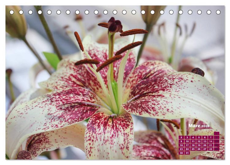 Produktbild: Lilien (Lilium) (Tischkalender 2026 DIN A5 quer), CALVENDO Monatskalender
