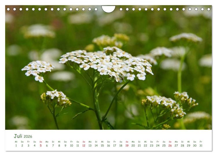 Produktbild: Arzneipflanzen (Wandkalender 2026 DIN A4 quer), CALVENDO Monatskalender