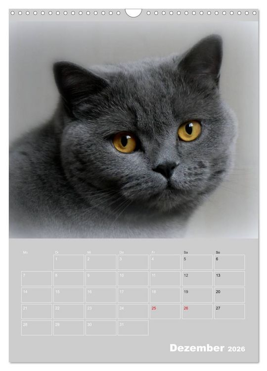 Produktbild: Graue Engel - Britischkurzhaar-Katzen (Wandkalender 2026 DIN A3 hoch), CALVENDO Monatskalender