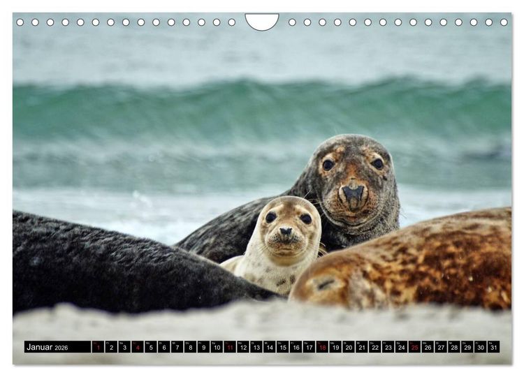 Produktbild: Robben an der Nordsee (Wandkalender 2026 DIN A4 quer), CALVENDO Monatskalender