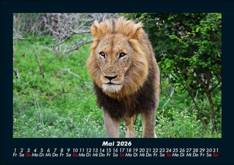 Produktbild: L&ouml;wen in der Wildnis 2026 Fotokalender DIN A5