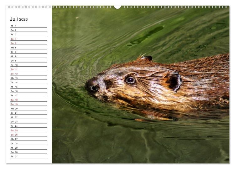 Produktbild: Das Familienleben der Biber (hochwertiger Premium Wandkalender 2026 DIN A2 quer), Kunstdruck in Hochglanz