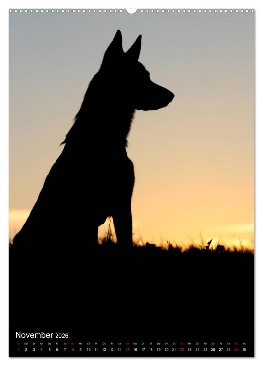 Produktbild: Deutscher Sch&auml;ferhund (Wandkalender 2026 DIN A2 hoch), CALVENDO Monatskalender