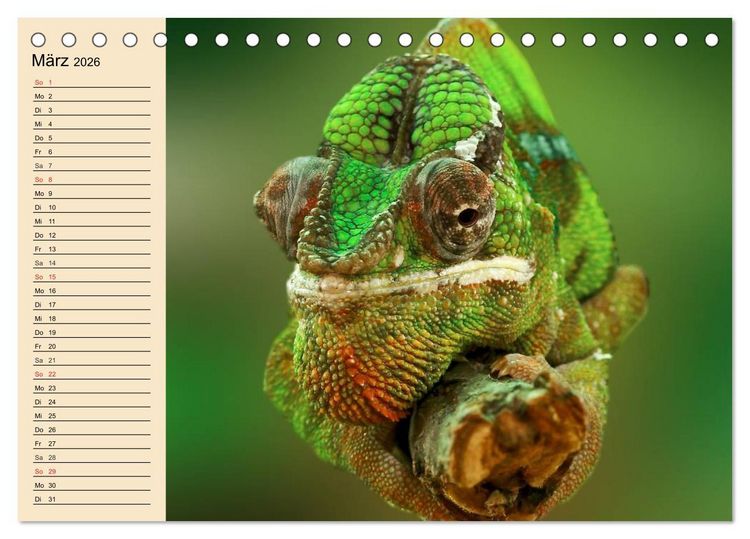 Produktbild: Reptilien. Schlangen, Echsen und Co. (Tischkalender 2026 DIN A5 quer), CALVENDO Monatskalender