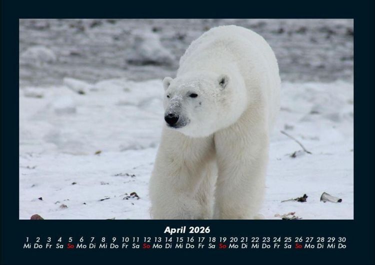 Produktbild: Pinguine & Eisb&auml;ren 2026 Fotokalender DIN A4