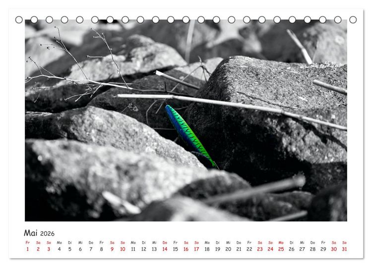 Produktbild: Gestrandet -Treibgut- (Tischkalender 2026 DIN A5 quer), CALVENDO Monatskalender