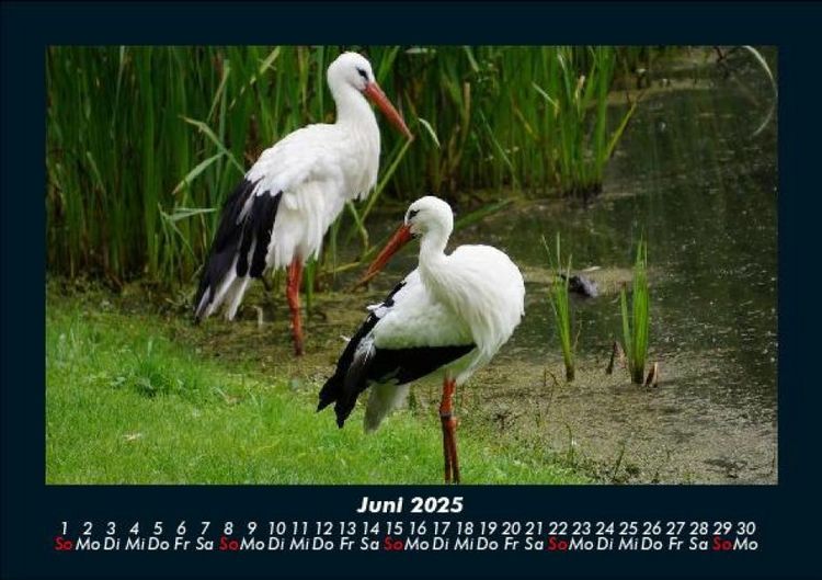 Produktbild: Welt der V&ouml;gel 2025 Fotokalender DIN A5