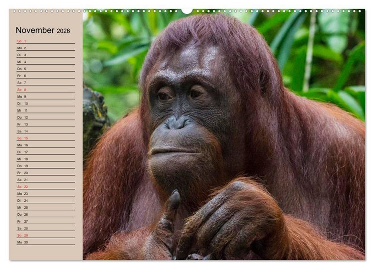 Produktbild: Orang-Utans (hochwertiger Premium Wandkalender 2026 DIN A2 quer), Kunstdruck in Hochglanz