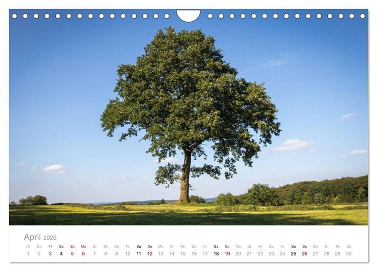 Produktbild: Wundersch&ouml;ne B&auml;ume im Sauerland (Wandkalender 2026 DIN A4 quer), CALVENDO Monatskalender