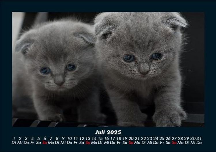 Produktbild: F&uuml;r Katzenfreunde 2025 Fotokalender DIN A5