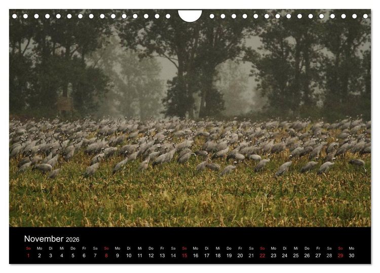 Produktbild: Kraniche (Wandkalender 2026 DIN A4 quer), CALVENDO Monatskalender
