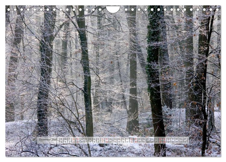Produktbild: Wald im Bergischen Land 2027 (Wandkalender 2027 DIN A4 quer), CALVENDO Monatskalender