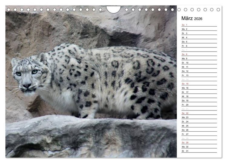 Produktbild: Der Schneeleopard (Wandkalender 2026 DIN A4 quer), CALVENDO Monatskalender