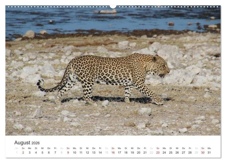Produktbild: Namibia - Tierische Vielfalt (Wandkalender 2026 DIN A2 quer), CALVENDO Monatskalender