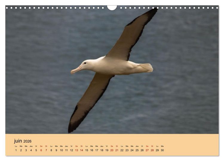 Produktbild: Oiseaux de Nouvelle-Z&eacute;lande (Calendrier mural 2026 DIN A3 vertical), CALVENDO calendrier mensuel