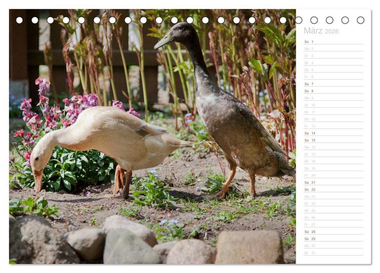 Produktbild: Laufenten - tierisch liebenswerte Zeitgenossen (Tischkalender 2026 DIN A5 quer), CALVENDO Monatskalender