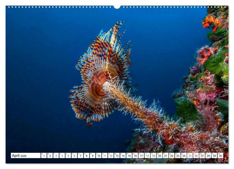 Produktbild: Tauchen im Mittelmeer (hochwertiger Premium Wandkalender 2026 DIN A2 quer), Kunstdruck in Hochglanz
