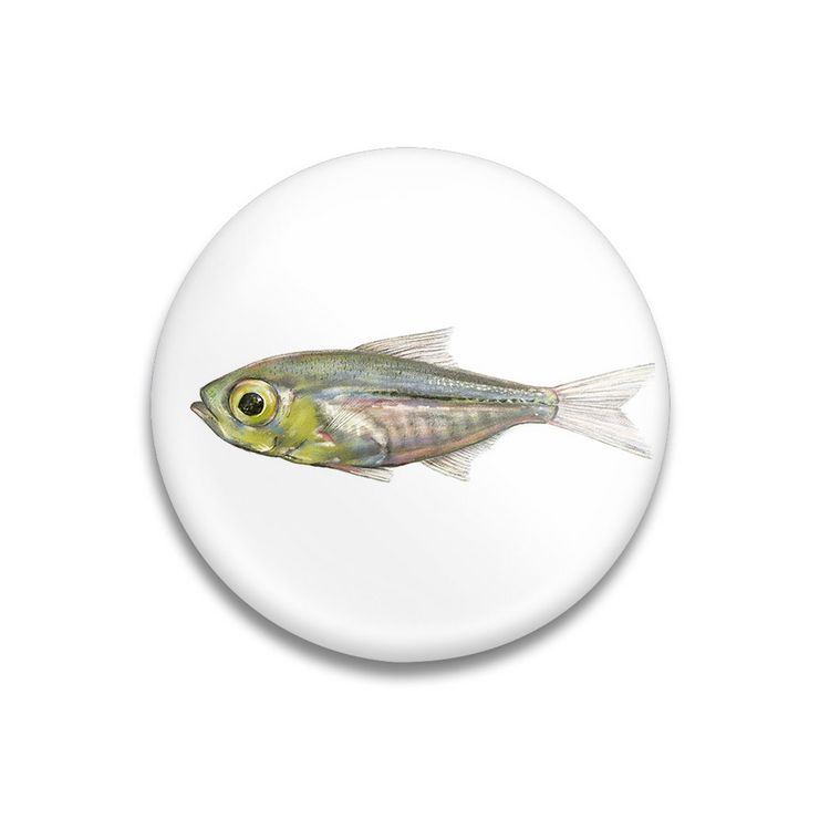 Produktbild: Dekomagnet Little Fish