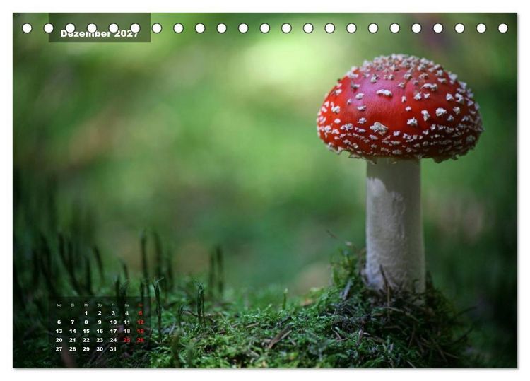 Produktbild: Gl&uuml;cksbringer (Tischkalender 2027 DIN A5 quer), CALVENDO Monatskalender