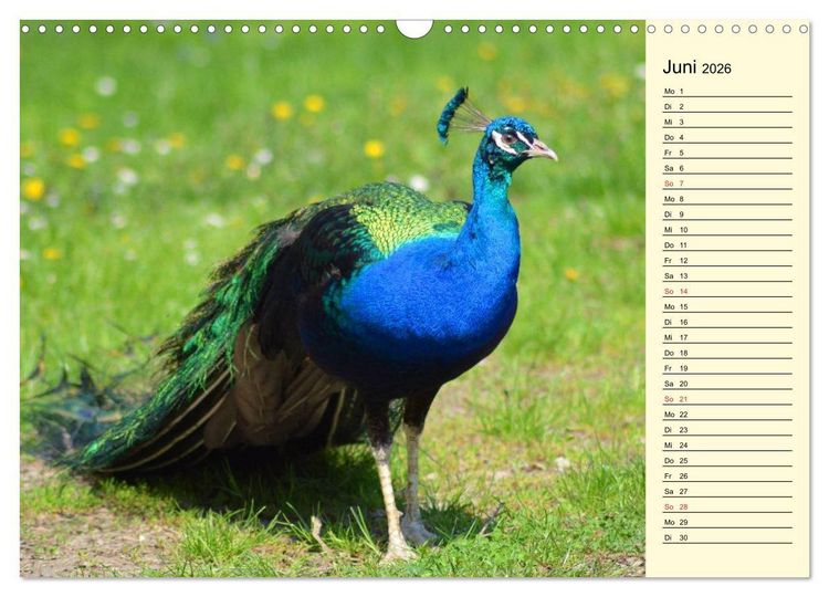 Produktbild: Pfaue. Pr&auml;chtig und schillernd (Wandkalender 2026 DIN A3 quer), CALVENDO Monatskalender
