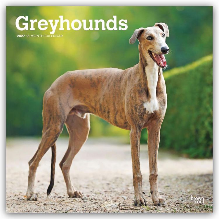 Produktbild: Greyhounds &ndash; Windhunde 2027 &ndash; 16-Monatskalender