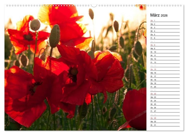Produktbild: Ein Traum von Mohn (Wandkalender 2026 DIN A2 quer), CALVENDO Monatskalender