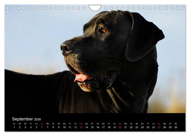 Produktbild: Deutsche Dogge 2026 (Wandkalender 2026 DIN A4 quer), CALVENDO Monatskalender