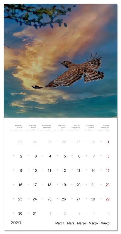 Produktbild: Eagles in Africa (Wall Calendar 2026 12 &times; 12 Inch) CALVENDO 12 Month Wall Calendar