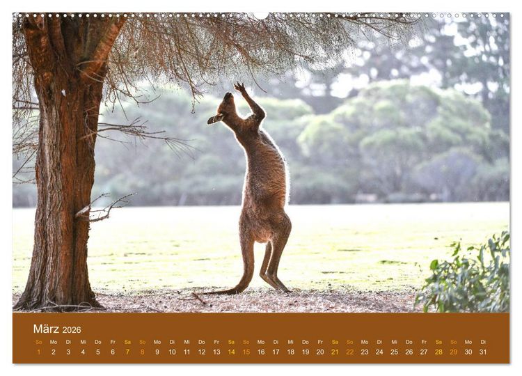 Produktbild: K&auml;ngurus, sprunghafte Gesellen (hochwertiger Premium Wandkalender 2026 DIN A2 quer), Kunstdruck in Hochglanz