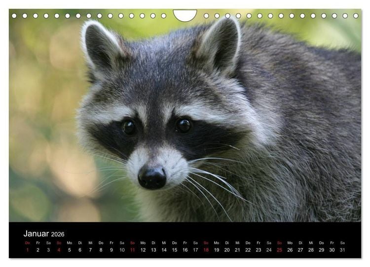 Produktbild: Waschb&auml;ren (Wandkalender 2026 DIN A4 quer), CALVENDO Monatskalender