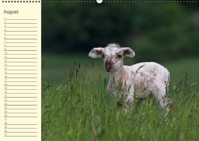 Produktbild: Der wollige Geburtstagskalender (Wandkalender immerw&auml;hrend DIN A2 quer)