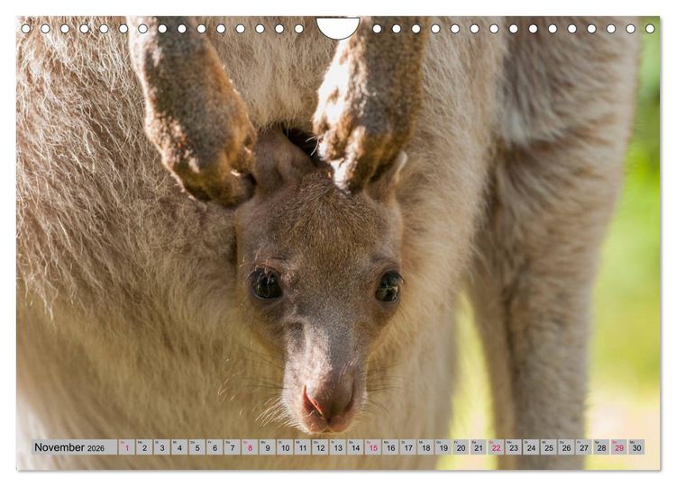 Produktbild: K&auml;ngururs und Wallabys (Wandkalender 2026 DIN A4 quer), CALVENDO Monatskalender