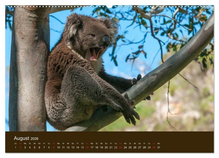 Produktbild: Beuteltiere Australiens (hochwertiger Premium Wandkalender 2026 DIN A2 quer), Kunstdruck in Hochglanz