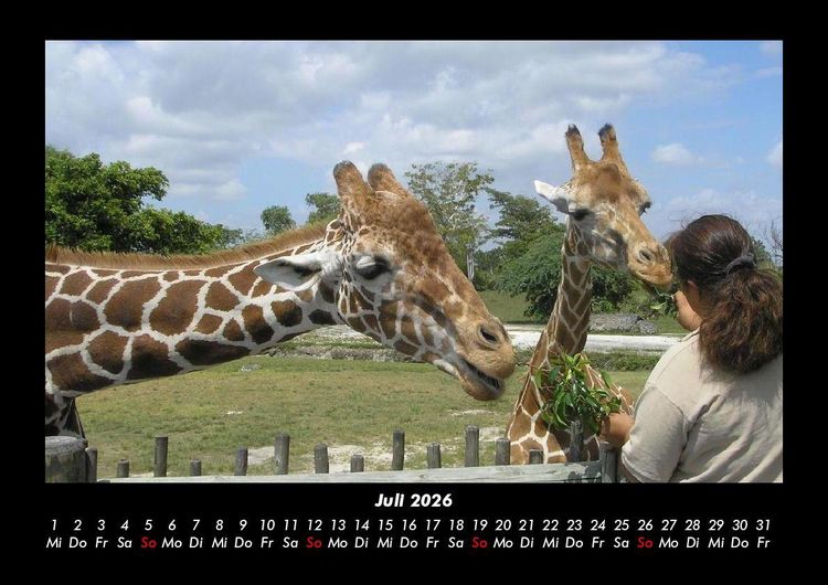 Produktbild: Giraffen 2026 Fotokalender DIN A3