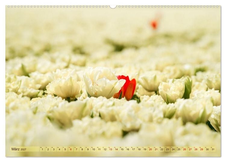 Produktbild: Tulpen - Hollands Stolz (Wandkalender 2027 DIN A2 quer), CALVENDO Monatskalender