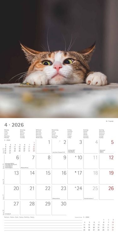 Produktbild: Funny Cats 2026 - Broschürenkalender 30x30 cm (30x60 geöffnet) - Kalender mit Platz für Notizen - Katzen - Bildkalender - Wandplaner - Katzenkalender