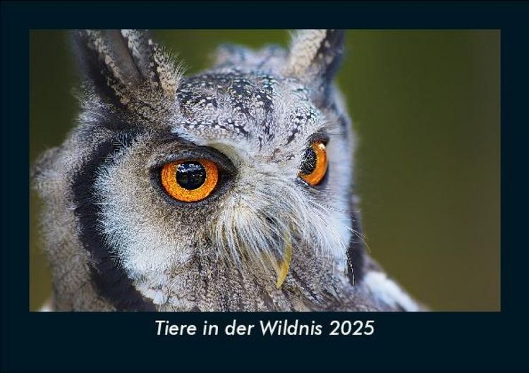 Produktbild: Tiere in der Wildnis 2025 Fotokalender DIN A5