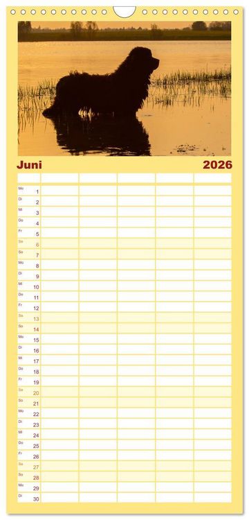 Produktbild: Familienplaner 2026 - Neufundl&auml;nder - Ein b&auml;renstarker Freund mit 5 Spalten (Wandkalender, 21 x 45 cm) CALVENDO