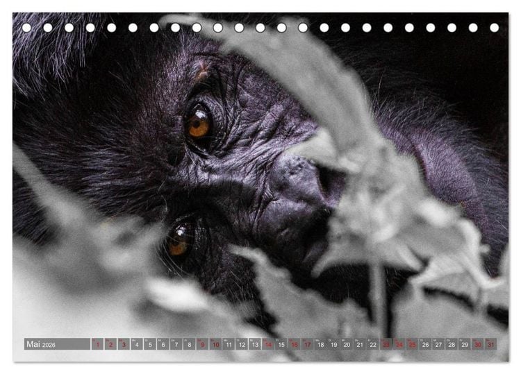 Produktbild: Gorillas ohne Nebel (Tischkalender 2026 DIN A5 quer), CALVENDO Monatskalender