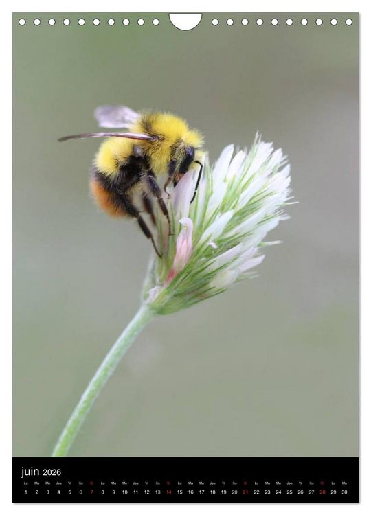Produktbild: Les abeilles et bourdons de Provence (Calendrier mural 2026 DIN A4 horizontal), CALVENDO calendrier mensuel