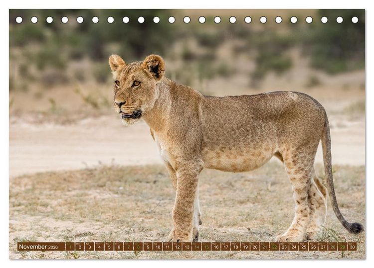 Produktbild: Lions of Southern Africa (Desk Calendar 2026 DIN A5 landscape), CALVENDO 12 Month DeskCalendar