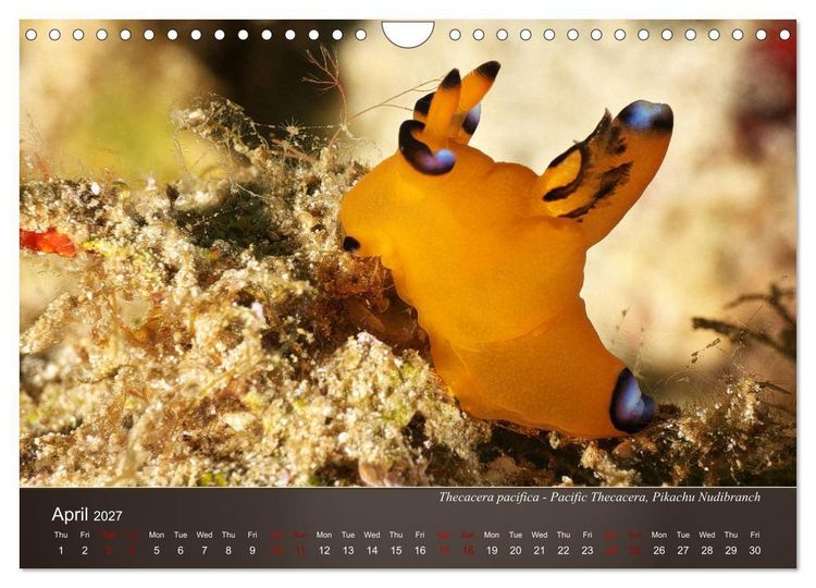 Produktbild: Nudibranchs on the ocean floor (Wall Calendar 2027 DIN A4 landscape), CALVENDO 12 Month Wall Calendar