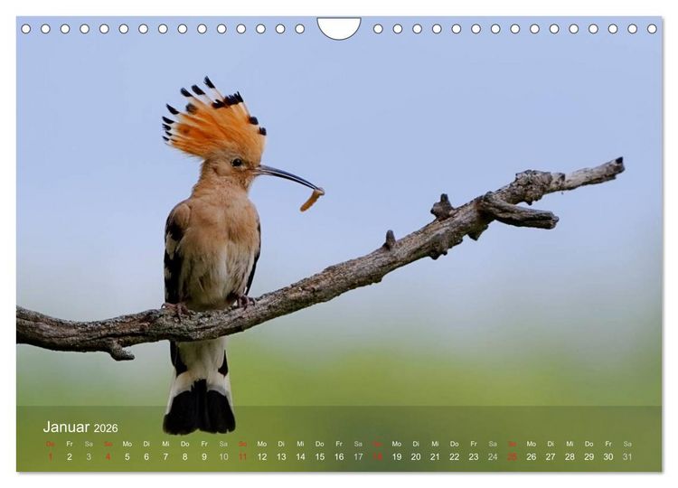 Produktbild: Wiedehopf (Wandkalender 2026 DIN A4 quer), CALVENDO Monatskalender