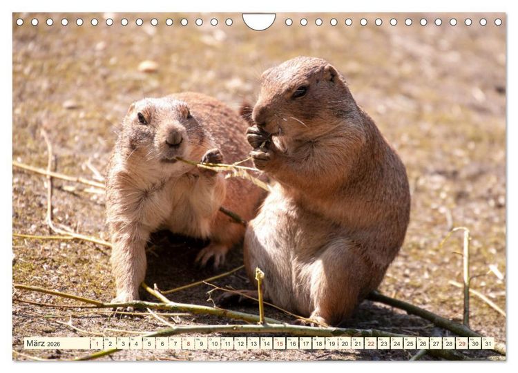 Produktbild: Pr&auml;riehunde - s&uuml;&szlig;e S&auml;uger (Wandkalender 2026 DIN A4 quer), CALVENDO Monatskalender