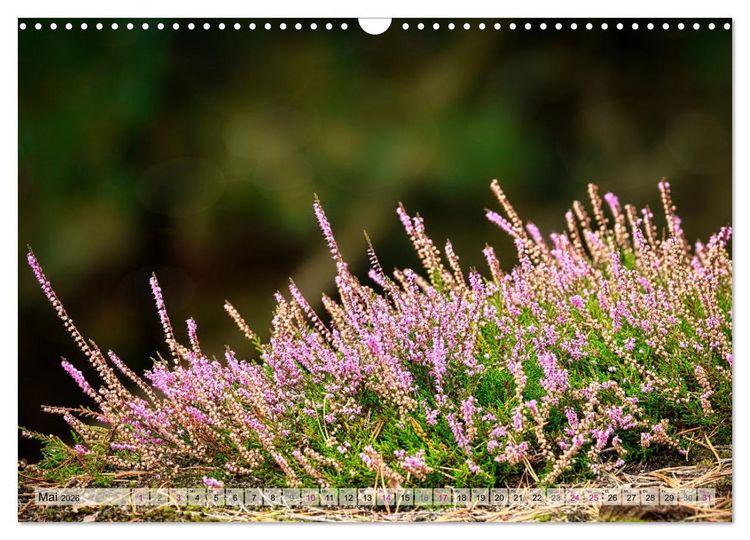 Produktbild: L&uuml;neburger S&uuml;dheide (Wandkalender 2026 DIN A3 quer), CALVENDO Monatskalender